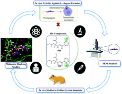 Graphical abstract: In vitro and in vivo evaluation of dialkylphosphorylhydrazones against Leishmania chagasi promastigotes and amastigotes