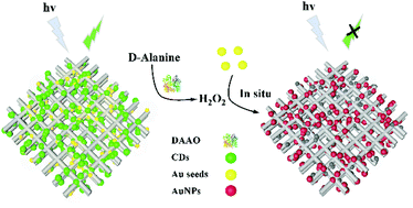 Graphical abstract: Gold nanoparticles in situ generated on carbon dots grafted paper: application in enantioselective fluorescence sensing of d-alanine