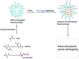 Graphical abstract: Multi-functional DNA-conjugated nanohydrogels for aptamer-directed breast cancer cell targeting