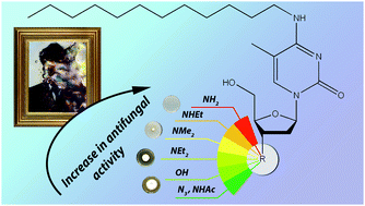 Graphical abstract: 3′-Amino modifications enhance the antifungal properties of N4-alkyl-5-methylcytidines for potential biocides