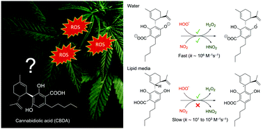 Graphical abstract: Is cannabidiolic acid an overlooked natural antioxidant? Insights from quantum chemistry calculations