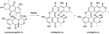 Graphical abstract: Strong acid-promoted skeletal remodeling of the aphid pigment: red uroleuconaphin to green viridaphin