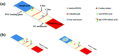 Graphical abstract: Gold-based immunochromatographic strip assay for detecting dimethomorph in vegetables