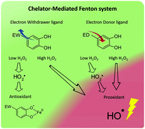 Graphical abstract: Role of a perhydroxyl radical in the chelator-mediated Fenton reaction