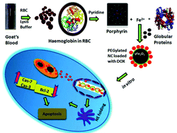 Graphical abstract: In vivo delivery of nuclear targeted drugs for lung cancer using novel synthesis and functionalization of iron oxide nanocrystals