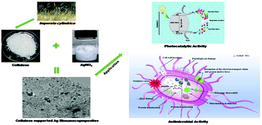Graphical abstract: Evaluation of the multifunctional activity of silver bionanocomposites in environmental remediation and inhibition of the growth of multidrug-resistant pathogens