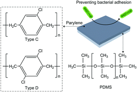 Graphical abstract: Bacterial adhesion properties of parylene C and D deposited on polydimethylsiloxane
