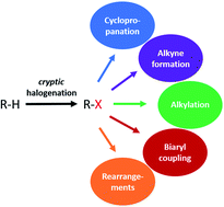 Graphical abstract: Cryptic halogenation reactions in natural product biosynthesis
