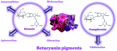 Graphical abstract: Multi-colored shades of betalains: recent advances in betacyanin chemistry