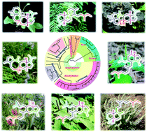 Graphical abstract: The untapped potential of plant sesterterpenoids: chemistry, biological activities and biosynthesis