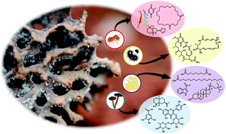 Graphical abstract: The chemical ecology of the fungus-farming termite symbiosis