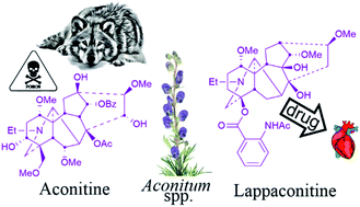 Graphical abstract: Norditerpenoid alkaloids from Aconitum and Delphinium: structural relevance in medicine, toxicology, and metabolism