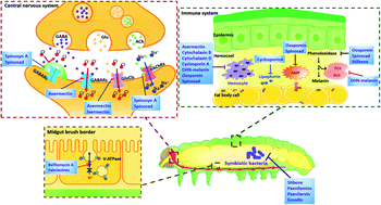 Graphical abstract: Microbial polyketides and their roles in insect virulence: from genomics to biological functions