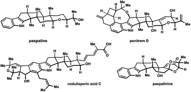 Graphical abstract: Synthesis of rearranged indole diterpenes of the paxilline type