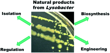 Graphical abstract: Biosynthesis, regulation, and engineering of natural products from Lysobacter