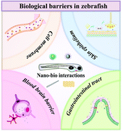 Graphical abstract: “Fishing” nano–bio interactions at the key biological barriers