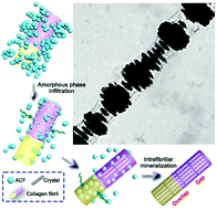 Graphical abstract: Rapid collagen-directed mineralization of calcium fluoride nanocrystals with periodically patterned nanostructures