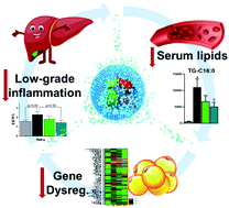 Graphical abstract: Mesoporous silica coated CeO2 nanozymes with combined lipid-lowering and antioxidant activity induce long-term improvement of the metabolic profile in obese Zucker rats