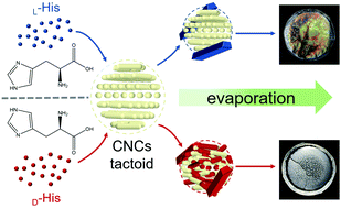 Graphical abstract: The different composites of cellulose nanocrystals with d- or l-histidine