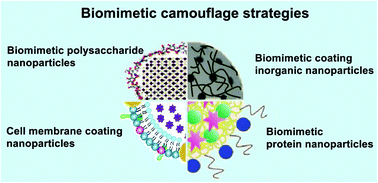 Graphical abstract: Biomimetic camouflage delivery strategies for cancer therapy