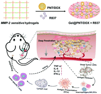 Graphical abstract: In situ injection of dual-delivery PEG based MMP-2 sensitive hydrogels for enhanced tumor penetration and chemo-immune combination therapy