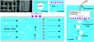 Graphical abstract: Water/gas separation based on the selective bubble-passage effect of underwater superaerophobic and superaerophilic meshes processed by a femtosecond laser