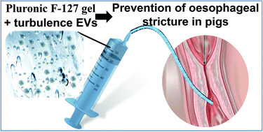 Graphical abstract: Extracellular vesicles from adipose stromal cells combined with a thermoresponsive hydrogel prevent esophageal stricture after extensive endoscopic submucosal dissection in a porcine model