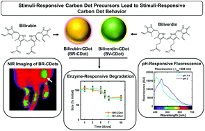Graphical abstract: Near-infrared emitting dual-stimuli-responsive carbon dots from endogenous bile pigments