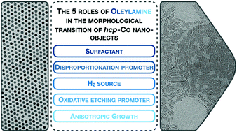 Graphical abstract: The five shades of oleylamine in a morphological transition of cobalt nanospheres to nanorods