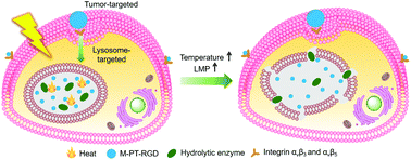 Graphical abstract: An efficient strategy for cancer therapy using a tumor- and lysosome-targeted organic photothermal agent