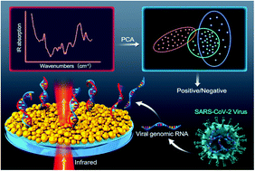 Graphical abstract: Rapid detection of SARS-CoV-2 viral nucleic acids based on surface enhanced infrared absorption spectroscopy
