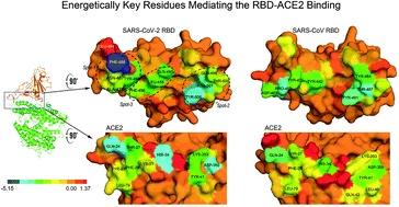 Graphical abstract: Key residues of the receptor binding domain in the spike protein of SARS-CoV-2 mediating the interactions with ACE2: a molecular dynamics study