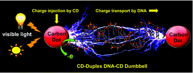 Graphical abstract: Visible light-induced charge injection and migration in self-assembled carbon dot-DNA-carbon dot nano-dumbbell obtained through controlled stoichiometric conjugation