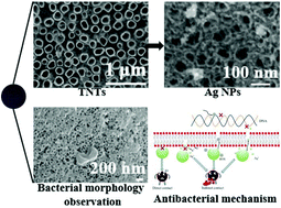 Graphical abstract: Multi-scale hybrid modified coatings on titanium implants for non-cytotoxicity and antibacterial properties