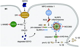 Graphical abstract: Biodegradation of graphdiyne oxide in classically activated (M1) macrophages modulates cytokine production