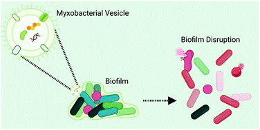 Graphical abstract: Interaction of myxobacteria-derived outer membrane vesicles with biofilms: antiadhesive and antibacterial effects