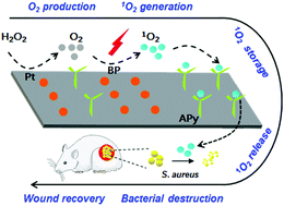 Graphical abstract: Surface decoration of black phosphorus nanosheets to generate oxygen and release 1O2 for photodynamic killing of bacteria