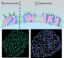 Graphical abstract: Quantitatively mapping the interaction of HER2 and EGFR on cell membranes with peptide probes