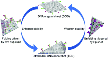 Graphical abstract: A tetrahedral DNA nanorobot with conformational change in response to molecular trigger