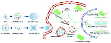 Graphical abstract: Improving the knock-in efficiency of the MOF-encapsulated CRISPR/Cas9 system through controllable embedding structures