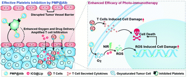 Graphical abstract: Effective tumor vessel barrier disruption mediated by perfluoro-N-(4-methylcyclohexyl) piperidine nanoparticles to enhance the efficacy of photodynamic therapy