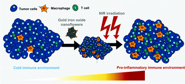 Graphical abstract: Two step promotion of a hot tumor immune environment by gold decorated iron oxide nanoflowers and light-triggered mild hyperthermia