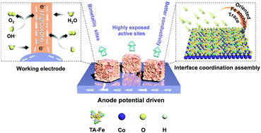 Graphical abstract: Oriented and robust anchoring of Fe via anodic interfacial coordination assembly on ultrathin Co hydroxides for efficient water oxidation