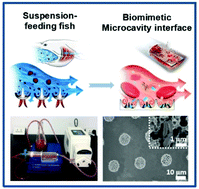 Graphical abstract: Biomimetic microcavity interfaces for a label-free capture of pathogens in the fluid bloodstream by vortical crossflow filtration