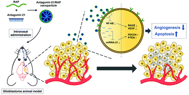 Graphical abstract: Intranasal delivery of self-assembled nanoparticles of therapeutic peptides and antagomirs elicits anti-tumor effects in an intracranial glioblastoma model