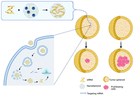 Graphical abstract: Enhanced penetrative siRNA delivery by a nanodiamond drug delivery platform against hepatocellular carcinoma 3D models