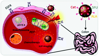 Graphical abstract: Cetuximab-Ag2S quantum dots for fluorescence imaging and highly effective combination of ALA-based photodynamic/chemo-therapy of colorectal cancer cells