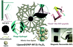 Graphical abstract: Virus-templated magnetic composite hydrogels for surface immobilization of mimic-free-lipase