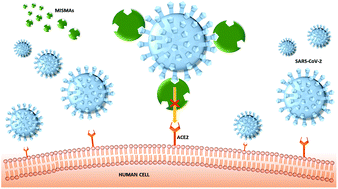 Graphical abstract: Design and development of plastic antibodies against SARS-CoV-2 RBD based on molecularly imprinted polymers that inhibit in vitro virus infection