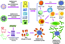 Graphical abstract: Recent advances in nanotechnology-based COVID-19 vaccines and therapeutic antibodies